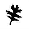 Punch - Pin Oak (M)
